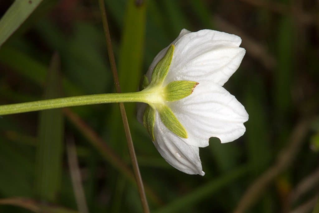 Parnassia palustris L.