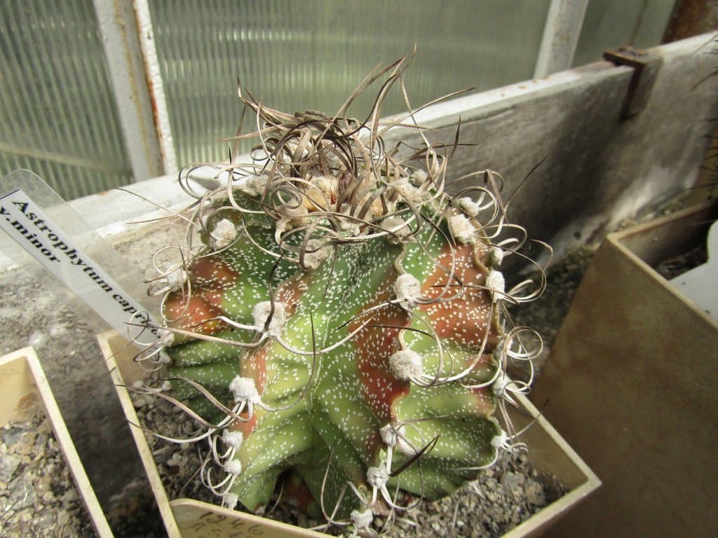 Astrophytum capricorne (A.Dietr.) Britton & Rose