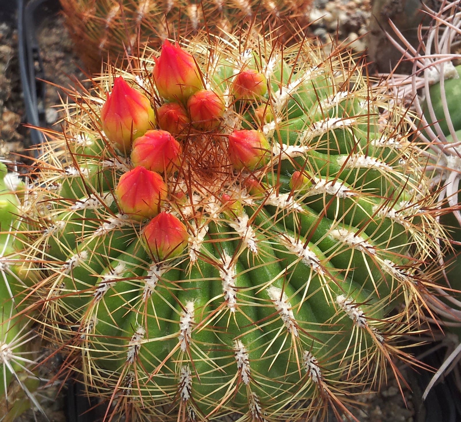 Oroya peruviana (K.Schum.) Britton & Rose