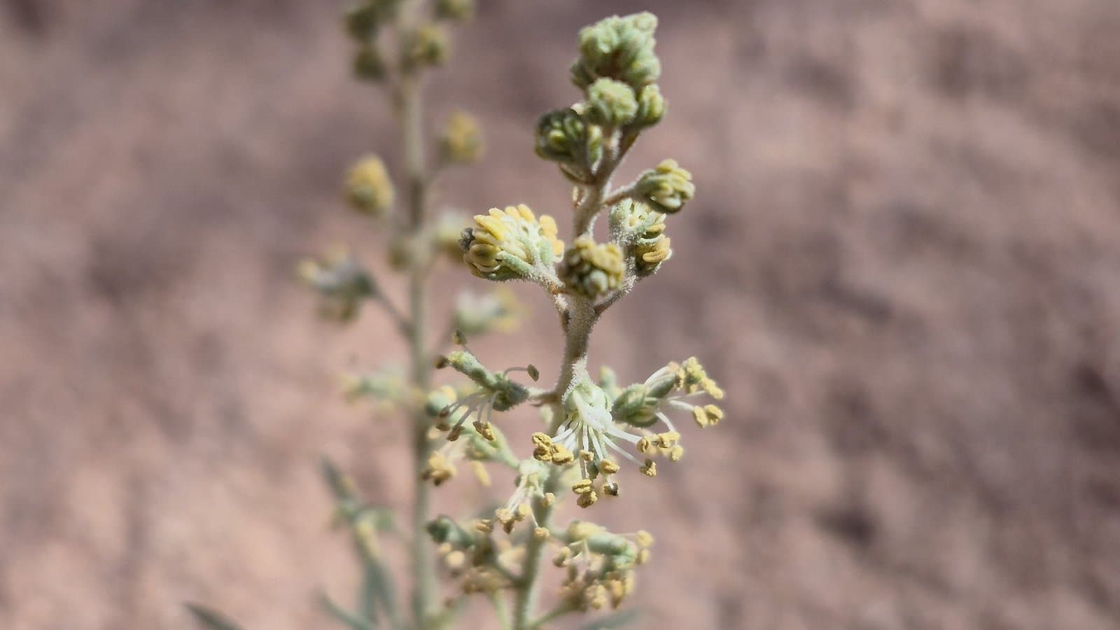 Reseda muricata C.Presl
