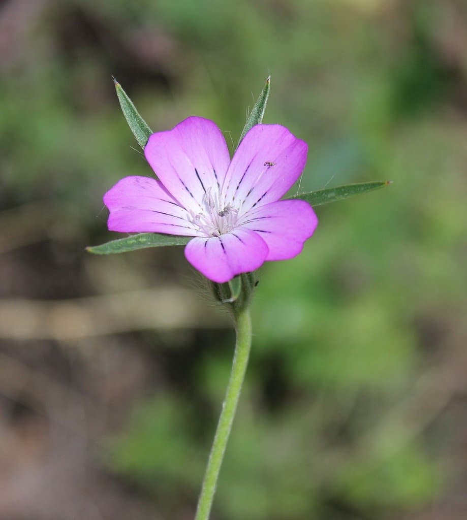 Agrostemma githago L.