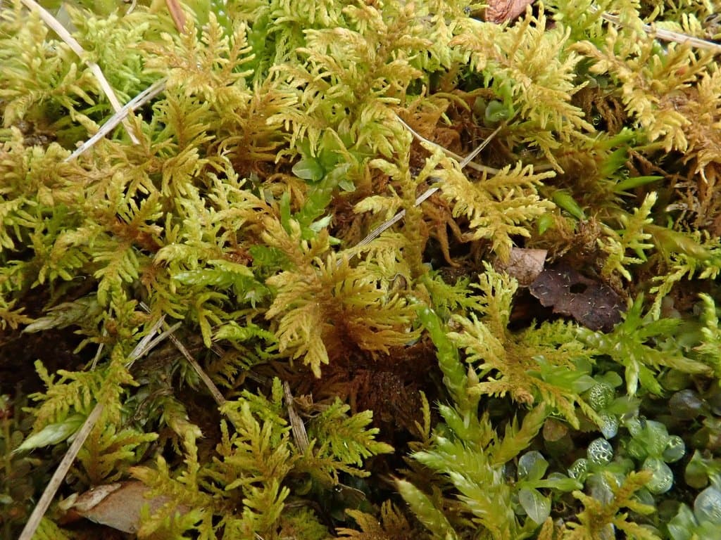 Thuidium assimile (Mitt.) A.Jaeger