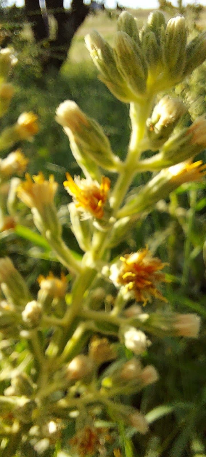 Trixis nobilis (Vell.) Katinas