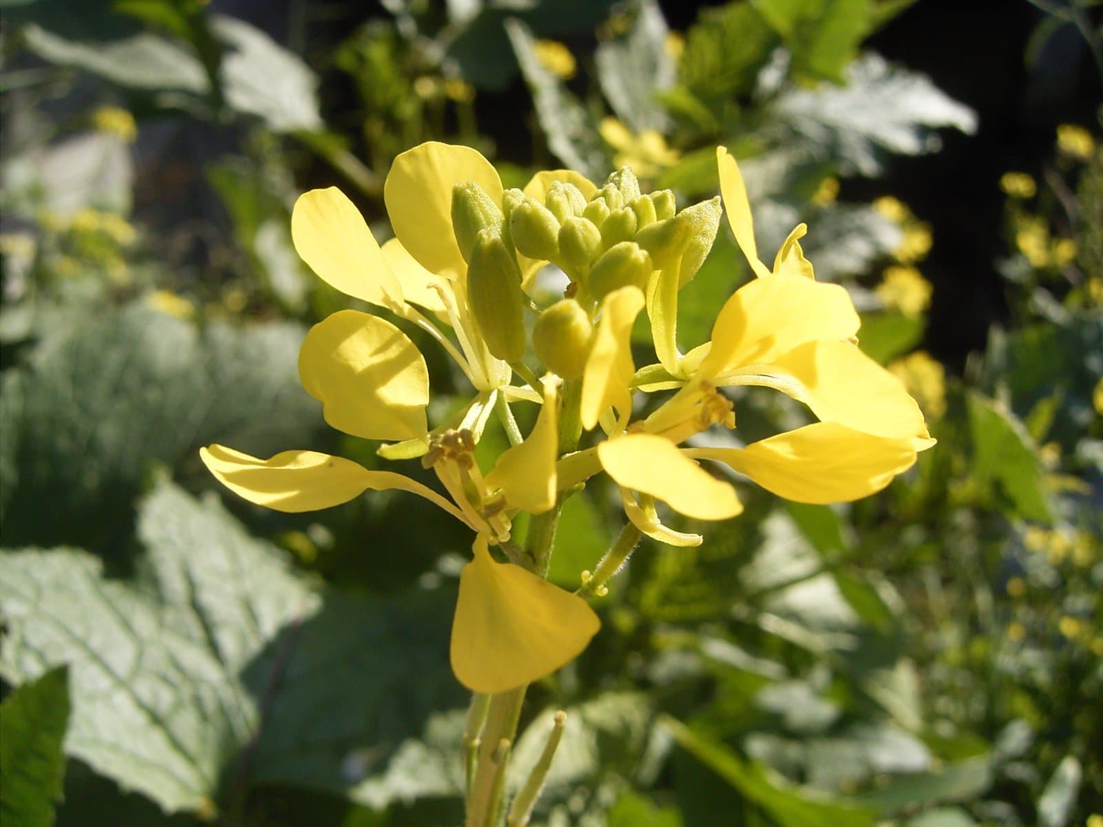 Sinapis arvensis L.