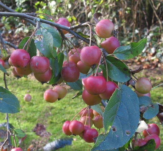 Malus ×robusta (Carrière) Rehder
