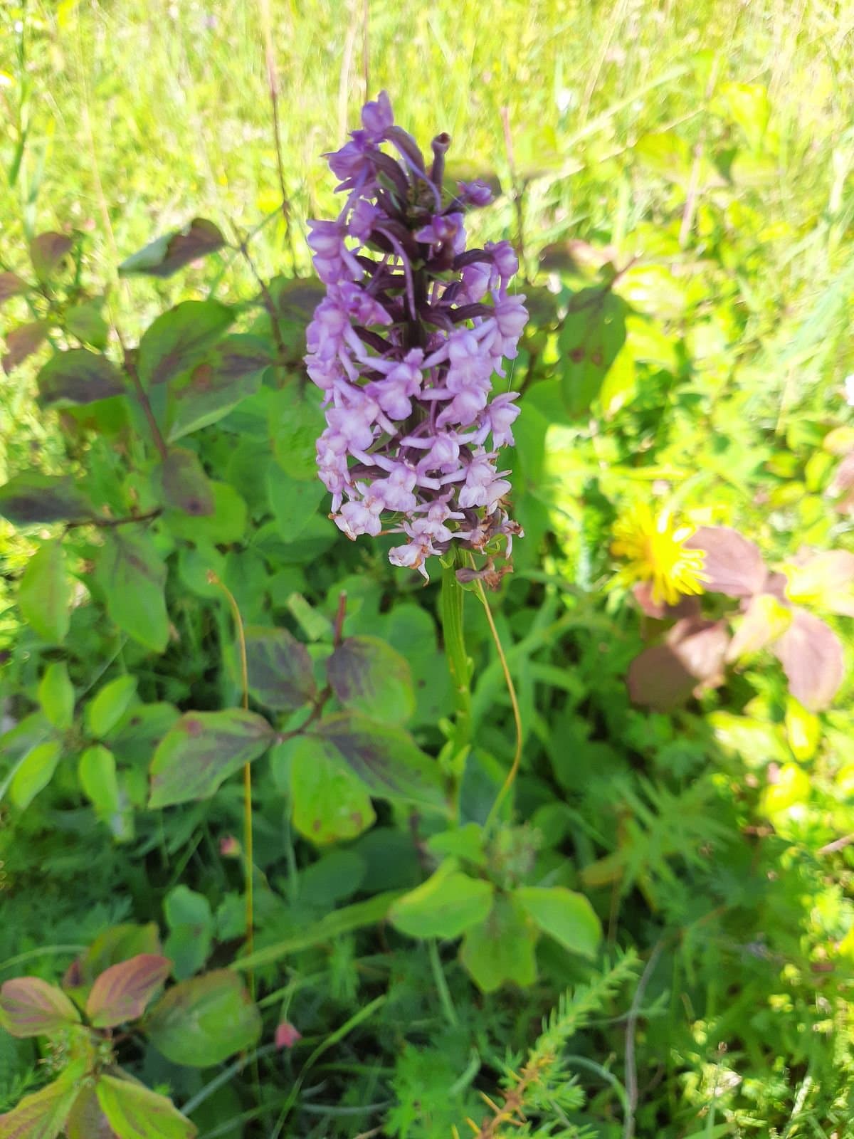 Gymnadenia conopea