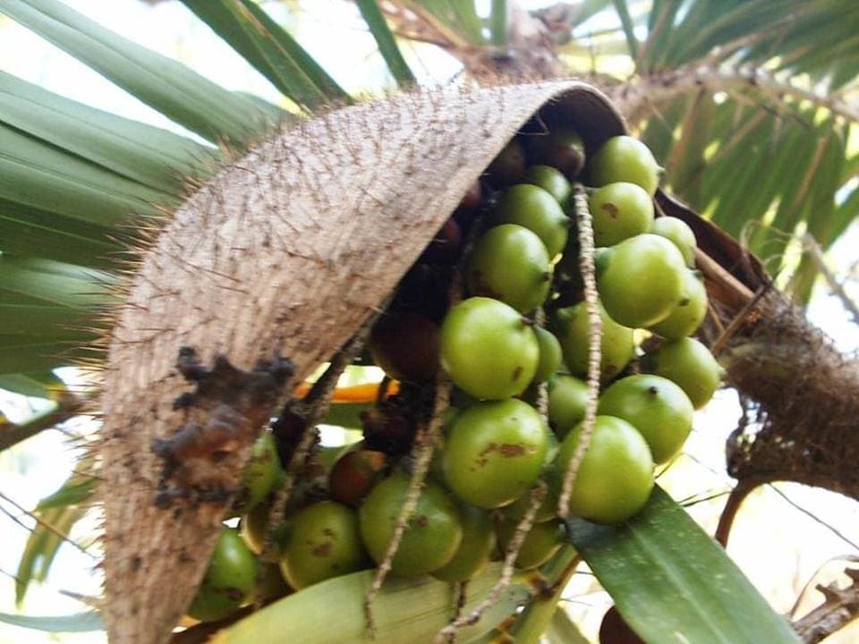 Bactris guineensis (L.) H.E.Moore