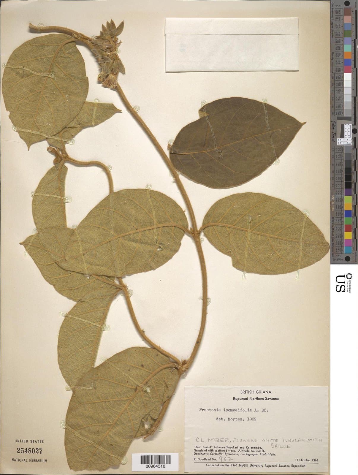 Prestonia ipomaeifolia A.DC.