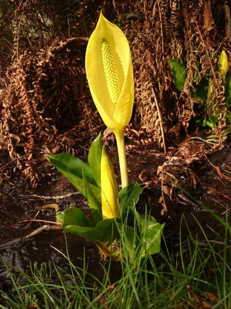 Lysichiton americanus Hultén & H.St.John