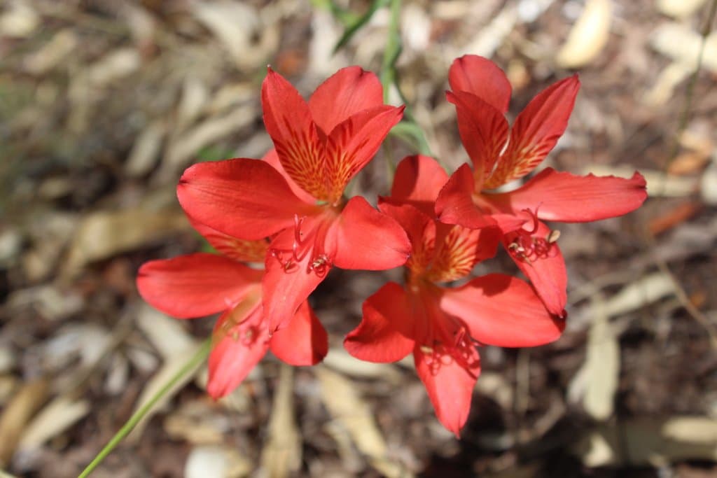 Alstroemeria aurea Graham