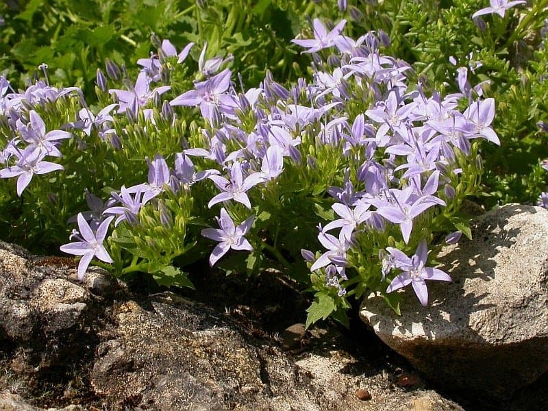 Campanula garganica Ten.
