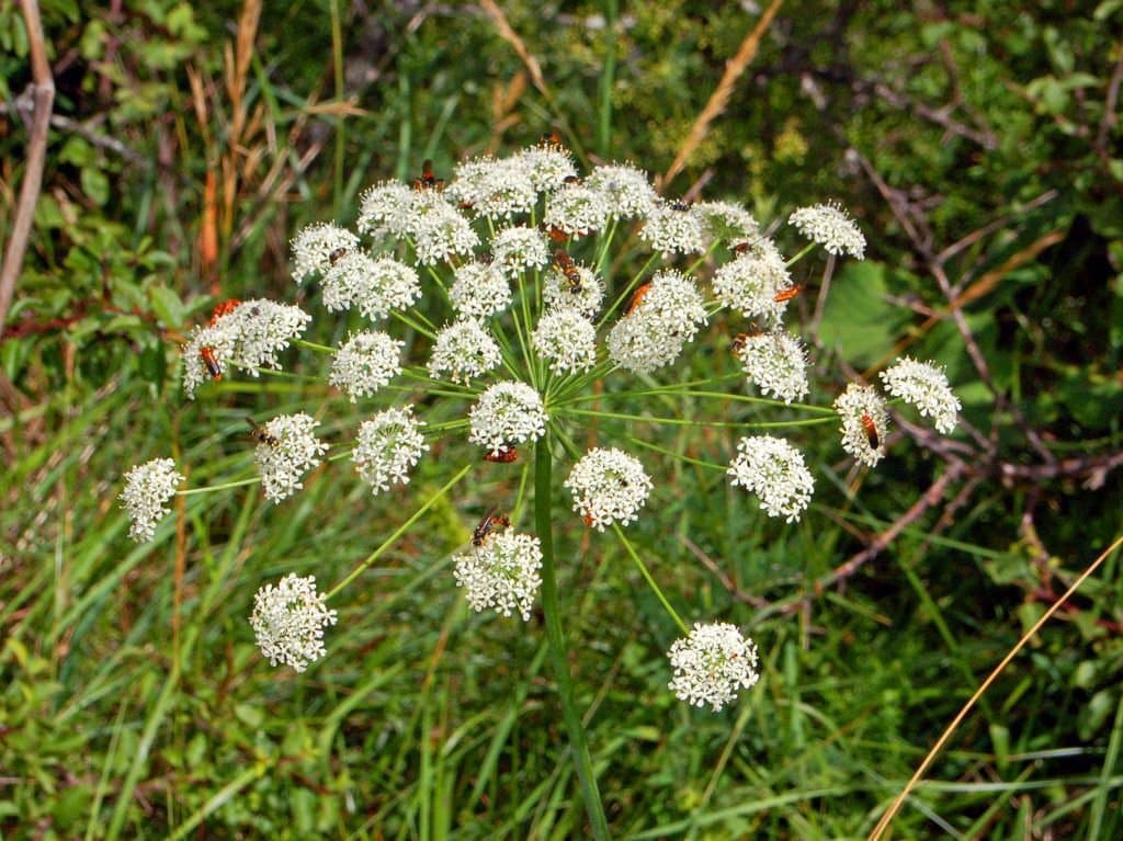 Laserpitium latifolium L.