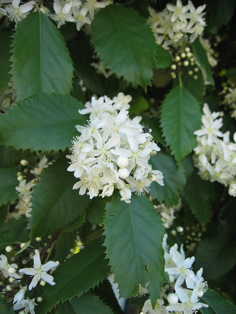 Hoheria populnea A.Cunn.