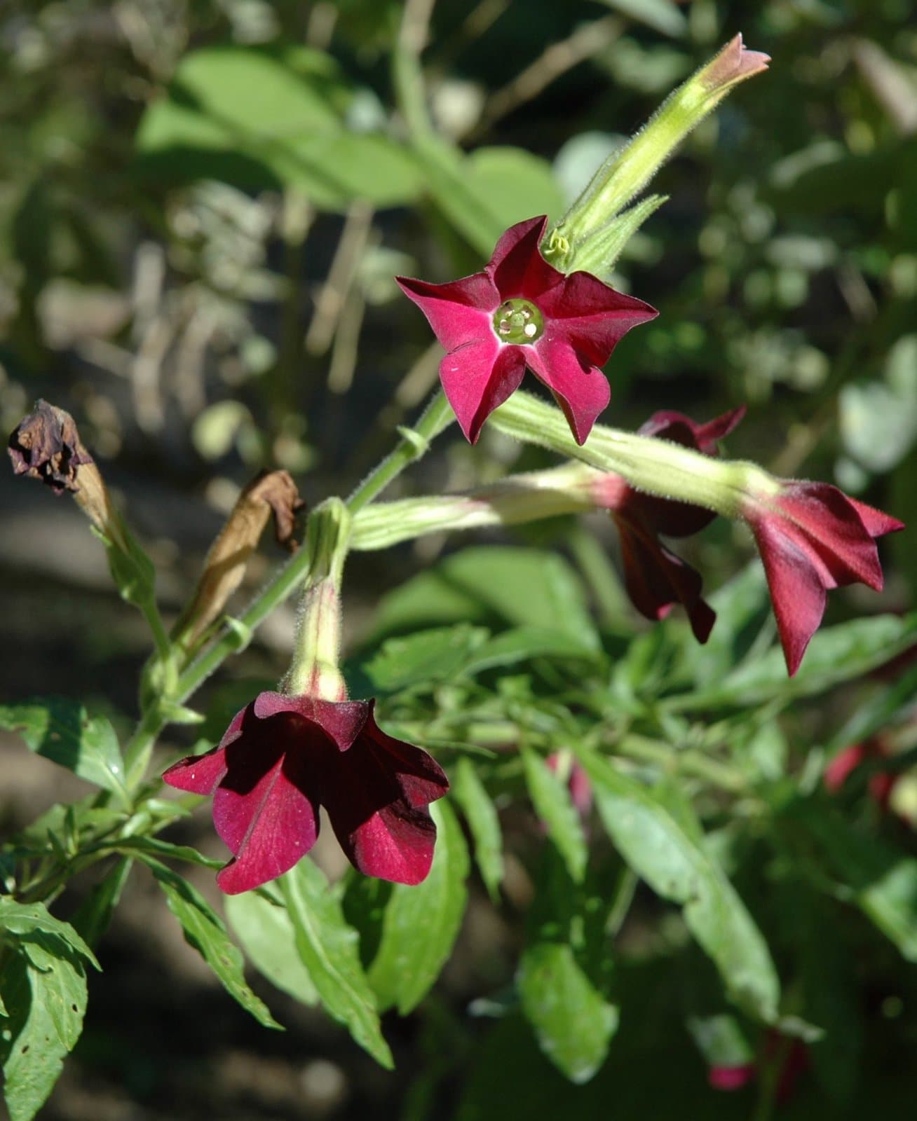 Nicotiana ×sanderae W.Watson