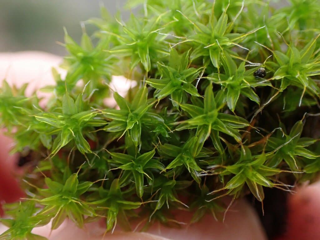Syntrichia subpapillosissima (Bizot & R.B.Pierrot ex W.A.Kramer) M.T.Gallego & J.Guerra