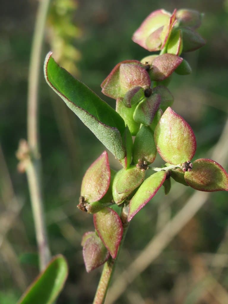 Atriplex prostrata DC.