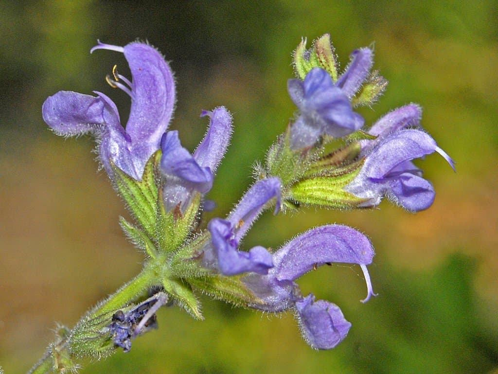 Salvia virgata Jacq.