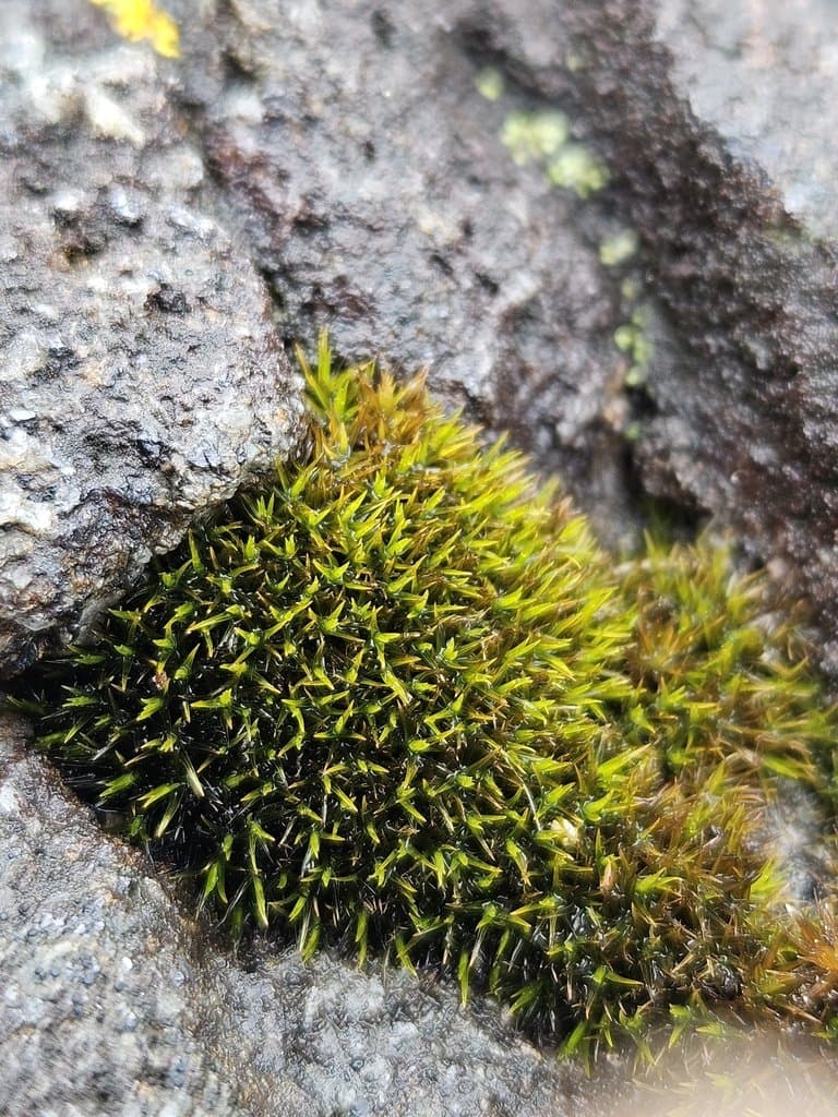 Schistidium maritimum (Sm. ex R.Scott) Bruch & Schimp.
