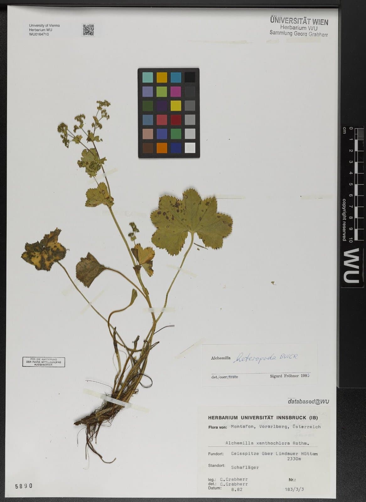 Alchemilla heteropoda Buser