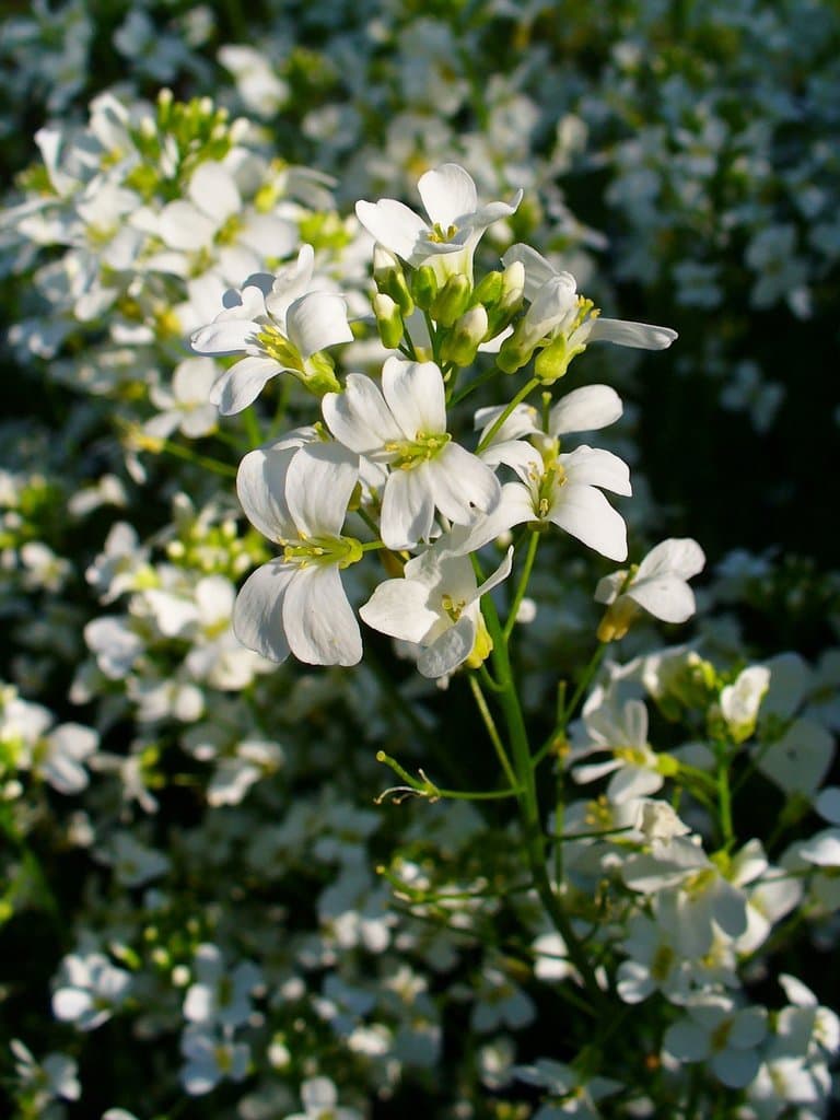 Arabis procurrens Waldst. & Kit.