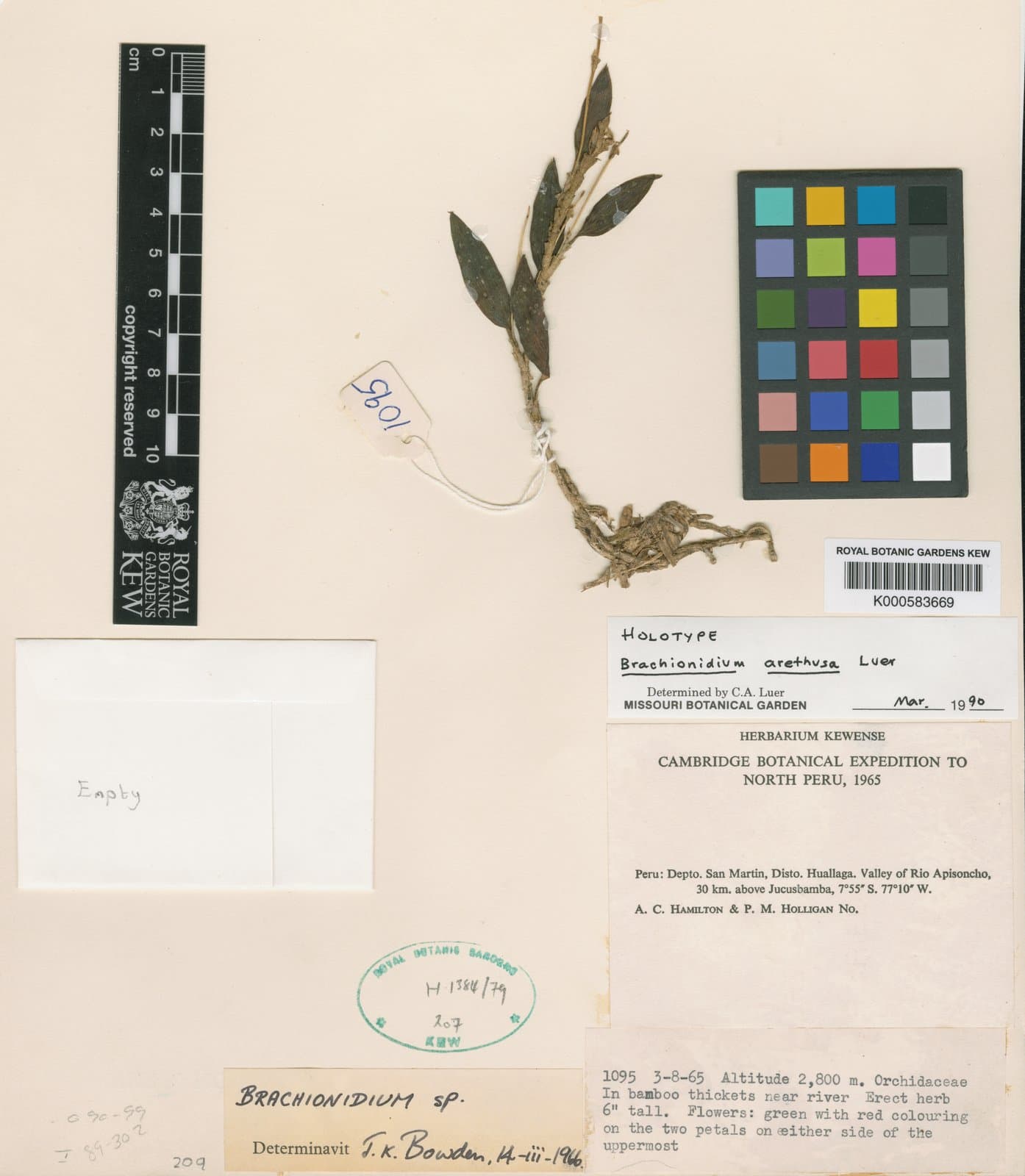 Brachionidium arethusa Luer