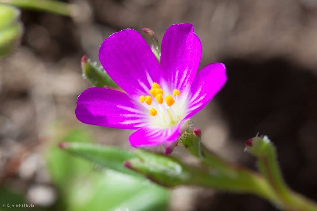 Calandrinia menziesii Hook.