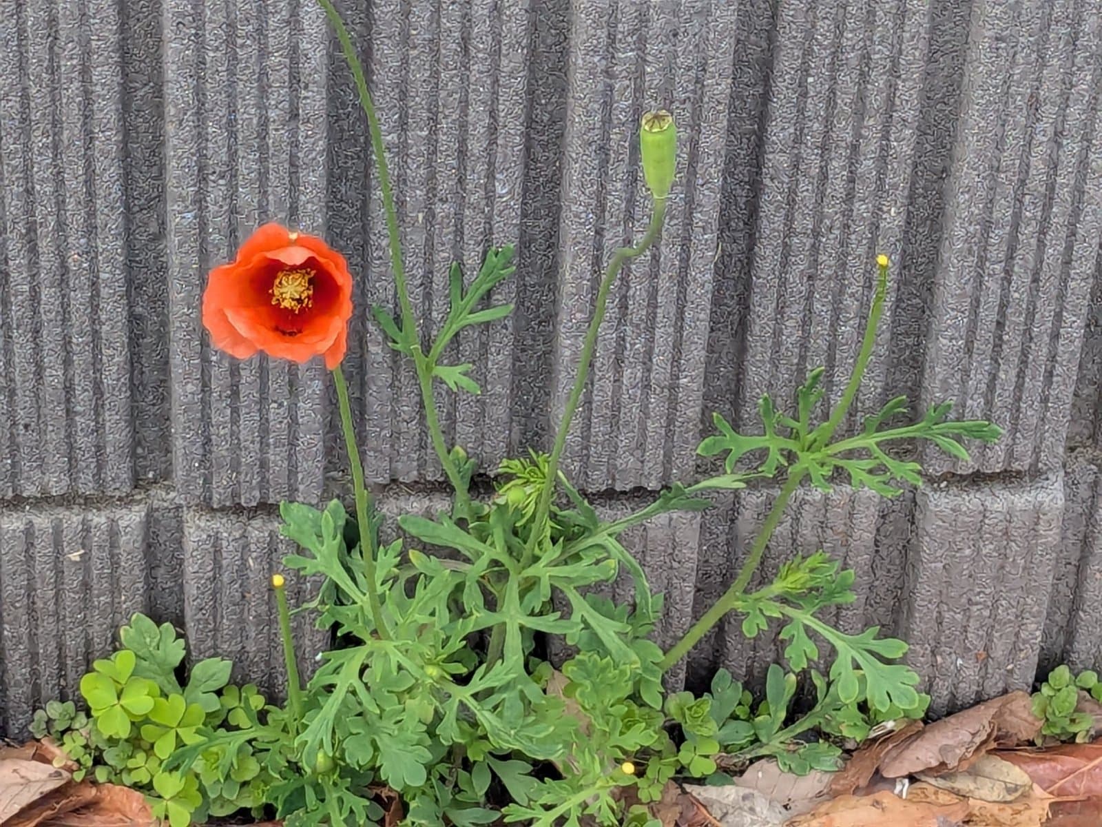 Papaver lecoqii Lamotte