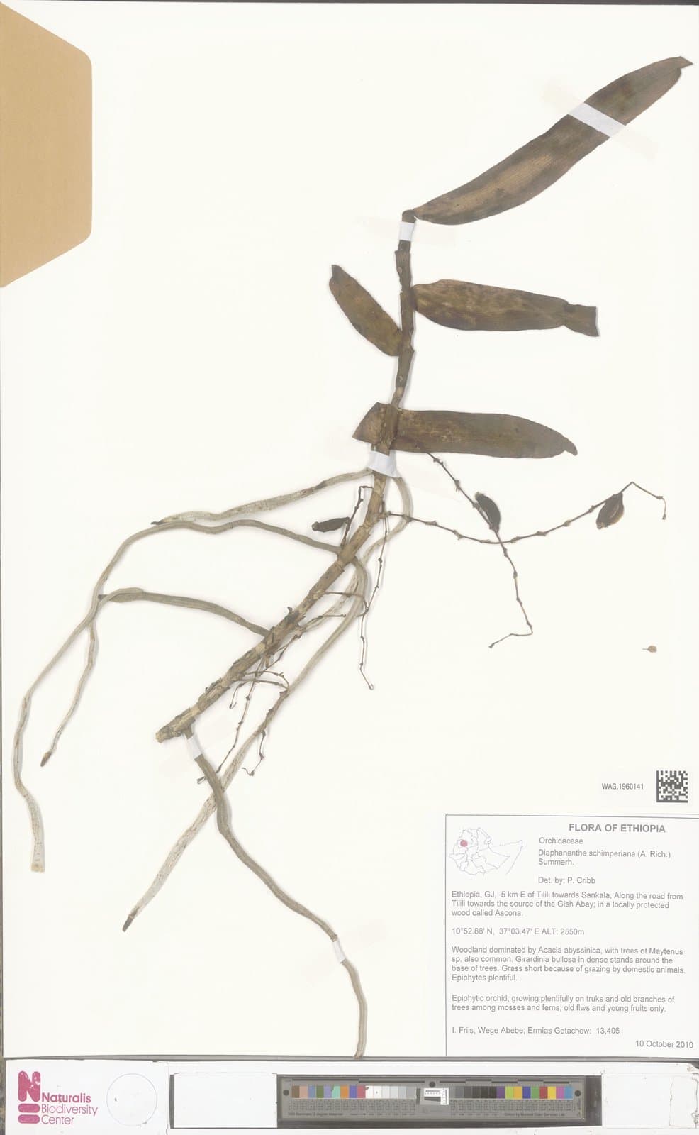 Rhipidoglossum schimperianum (A.Rich.) Garay