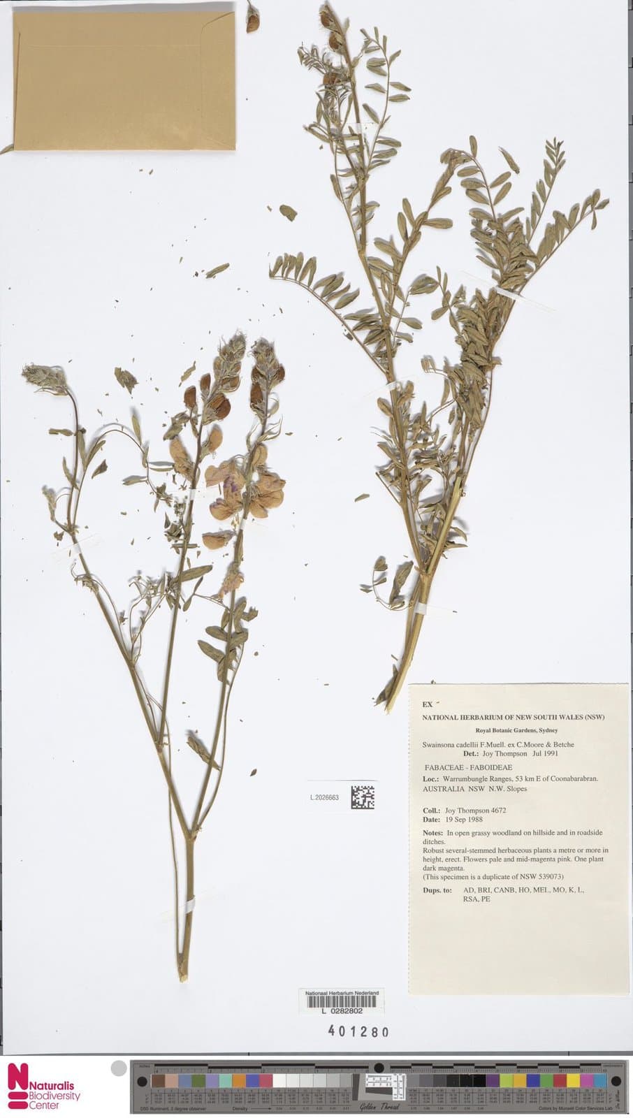 Swainsona cadellii F.Muell. ex C.Moore