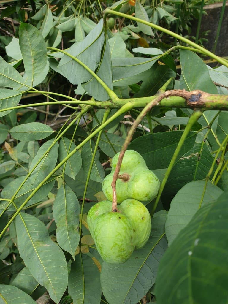 Hevea brasiliensis (Willd. ex A.Juss.) Müll.Arg.