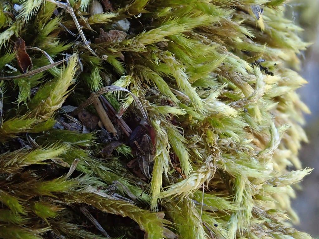 Brachythecium glareosum (Bruch ex Spruce) Schimp.
