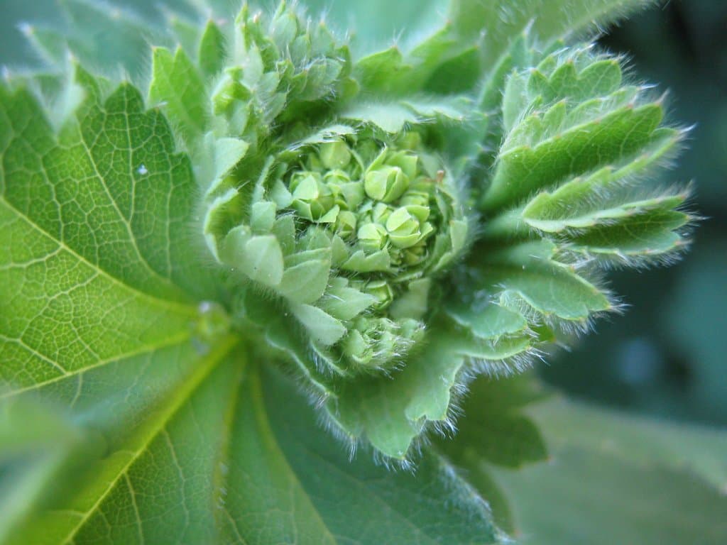 Alchemilla vulgaris L.