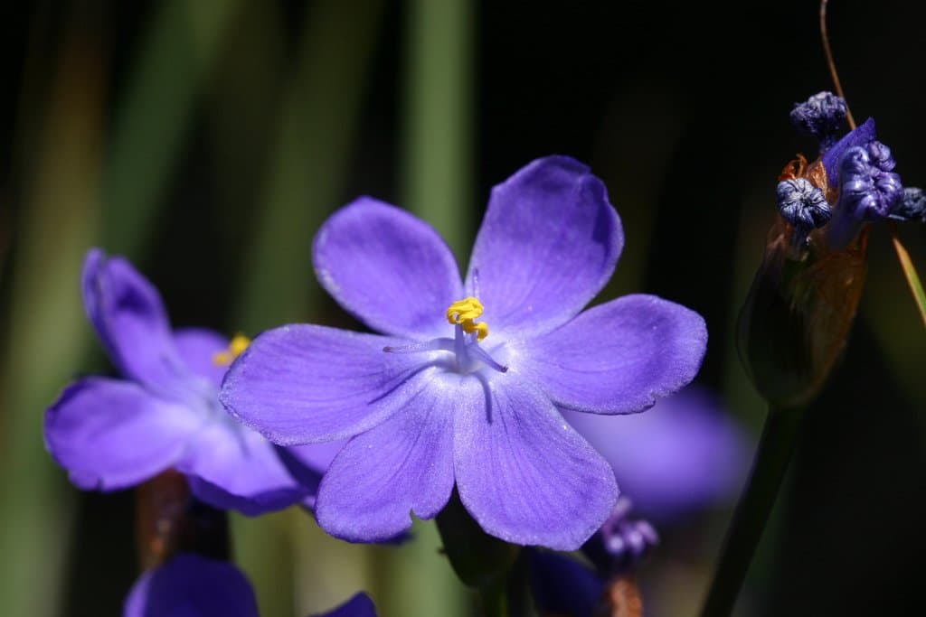 Orthrosanthus multiflorus Sweet
