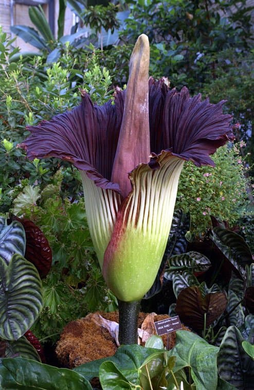 Amorphophallus titanum (Becc.) Becc.
