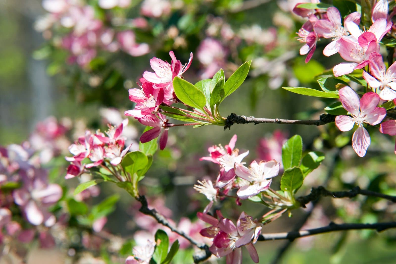 Malus ×atrosanguinea (Späth) C.K.Schneid.