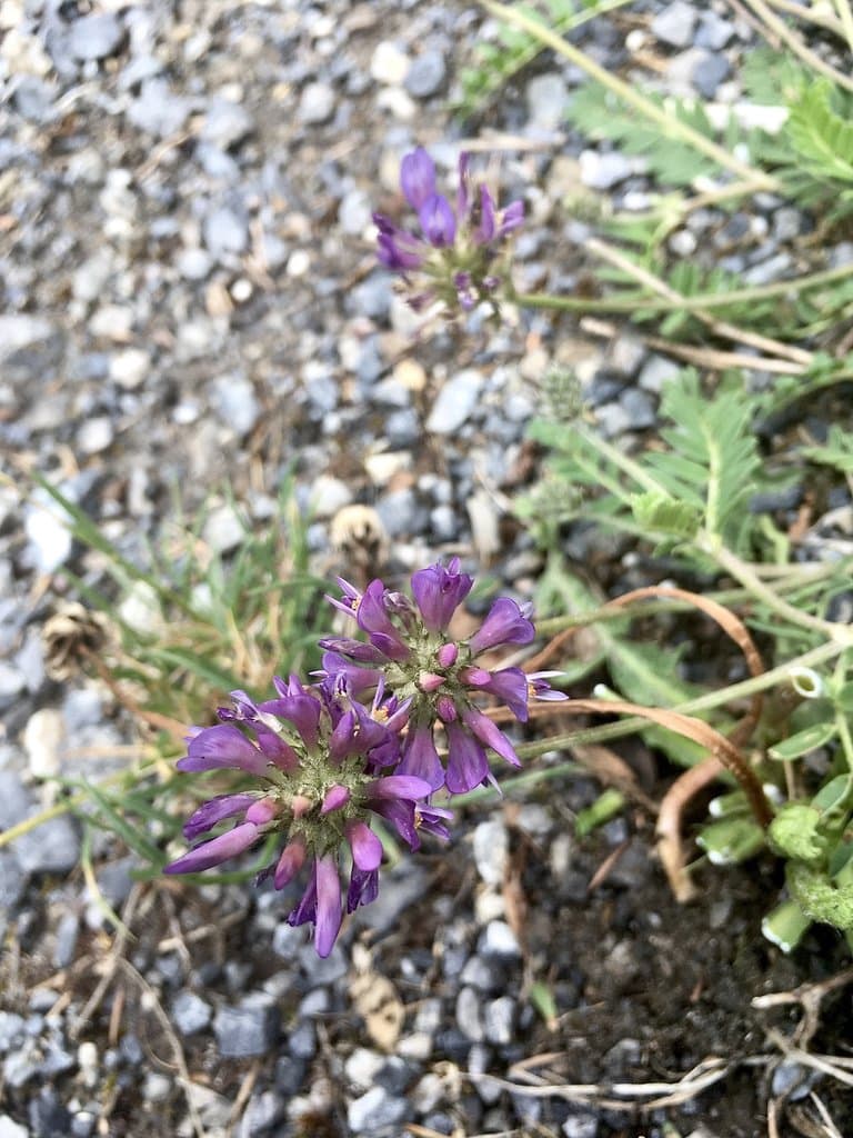 Astragalus leontinus Wulfen
