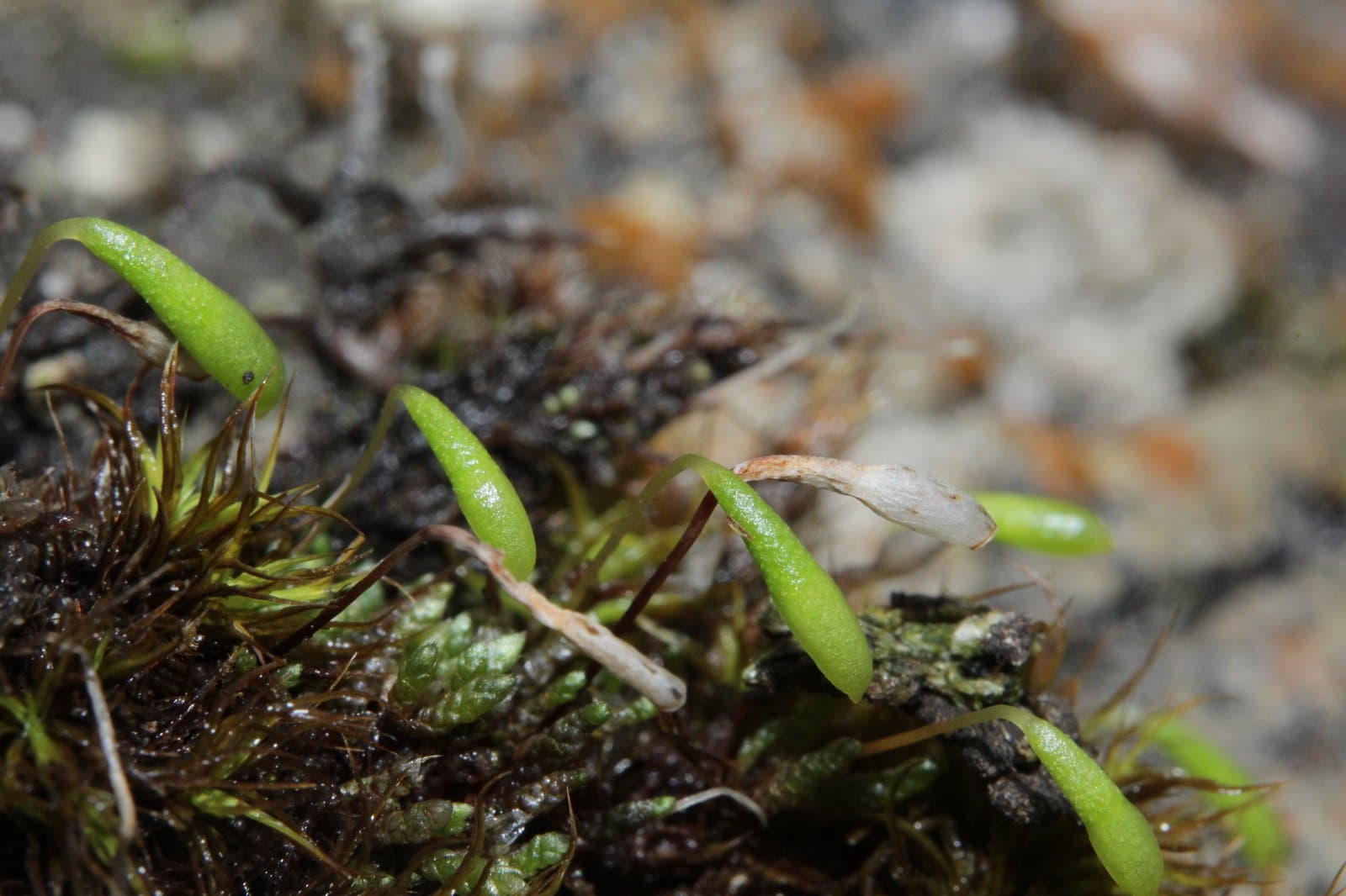 Plagiobryum zieri (Dicks. ex Hedw.) Lindb.