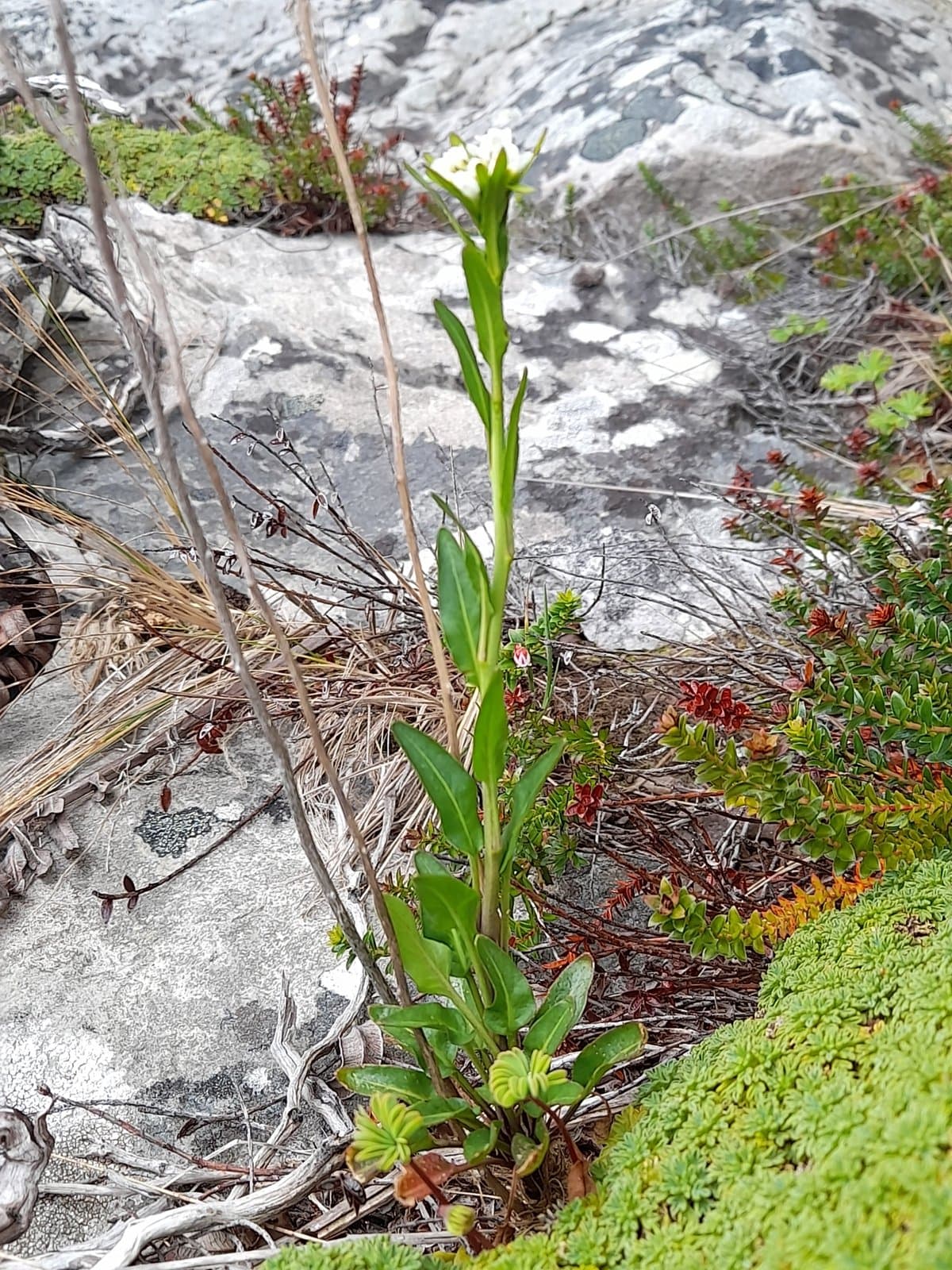 Phlebolobium maclovianum (d'Urv.) O.E.Schulz