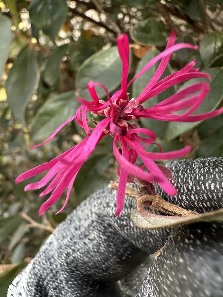 Loropetalum chinense (R.Br.) Oliv.
