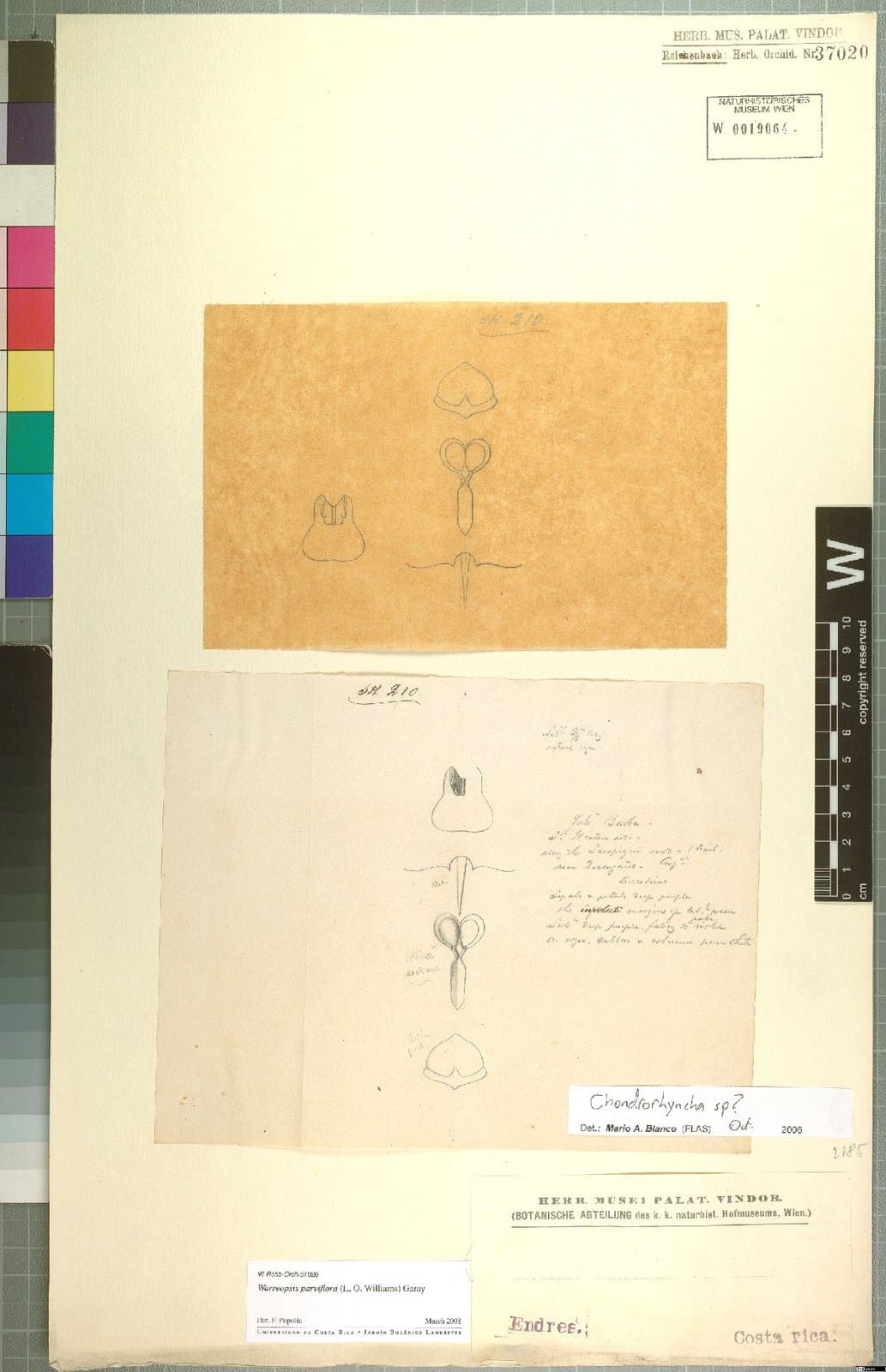 Warreopsis parviflora (L.O.Williams) Garay