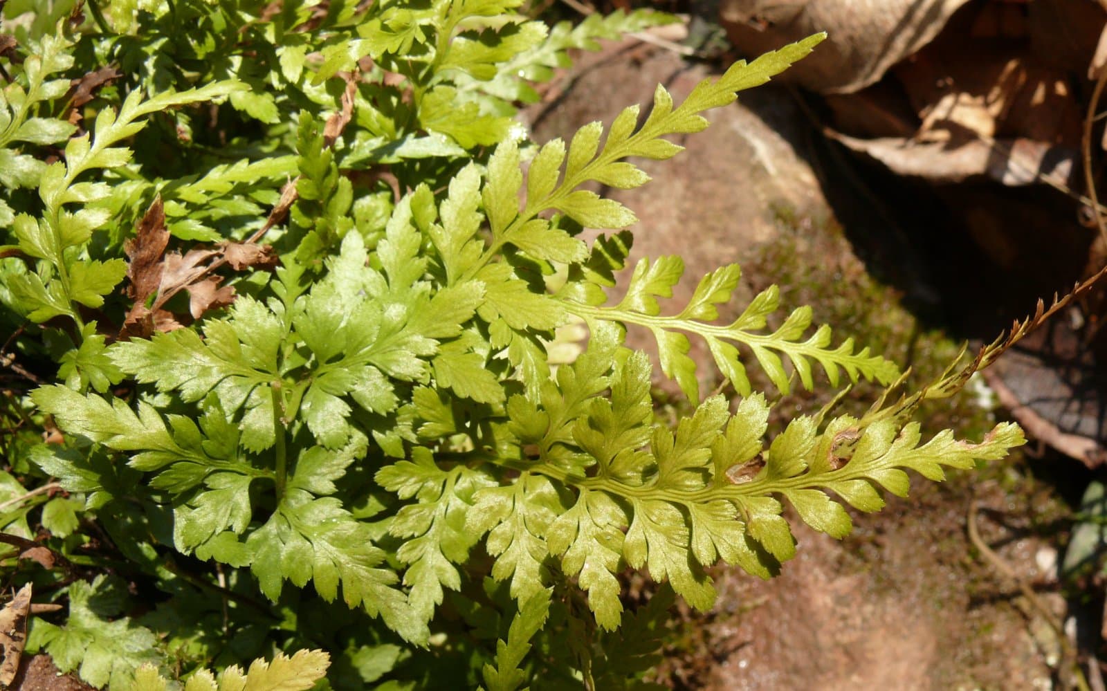 Asplenium adiantum-nigrum L.