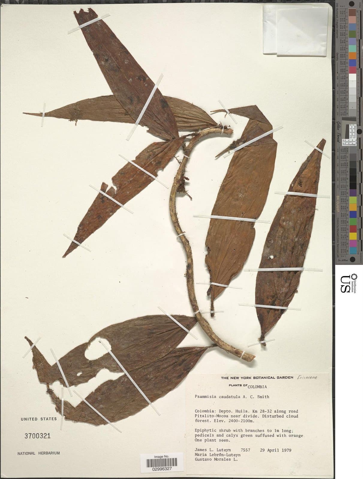 Psammisia breviflora (Benth.) Klotzsch