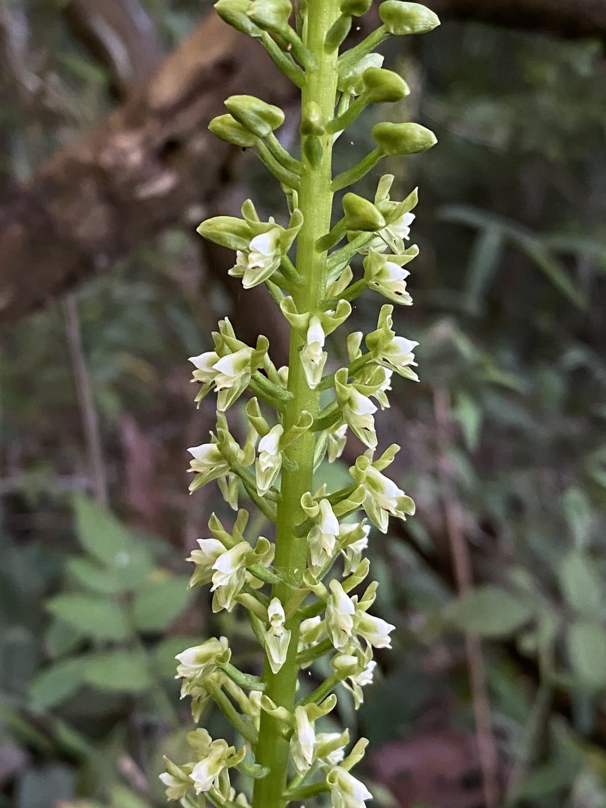 Baskervilla paranaensis (Kraenzl.) Schltr.