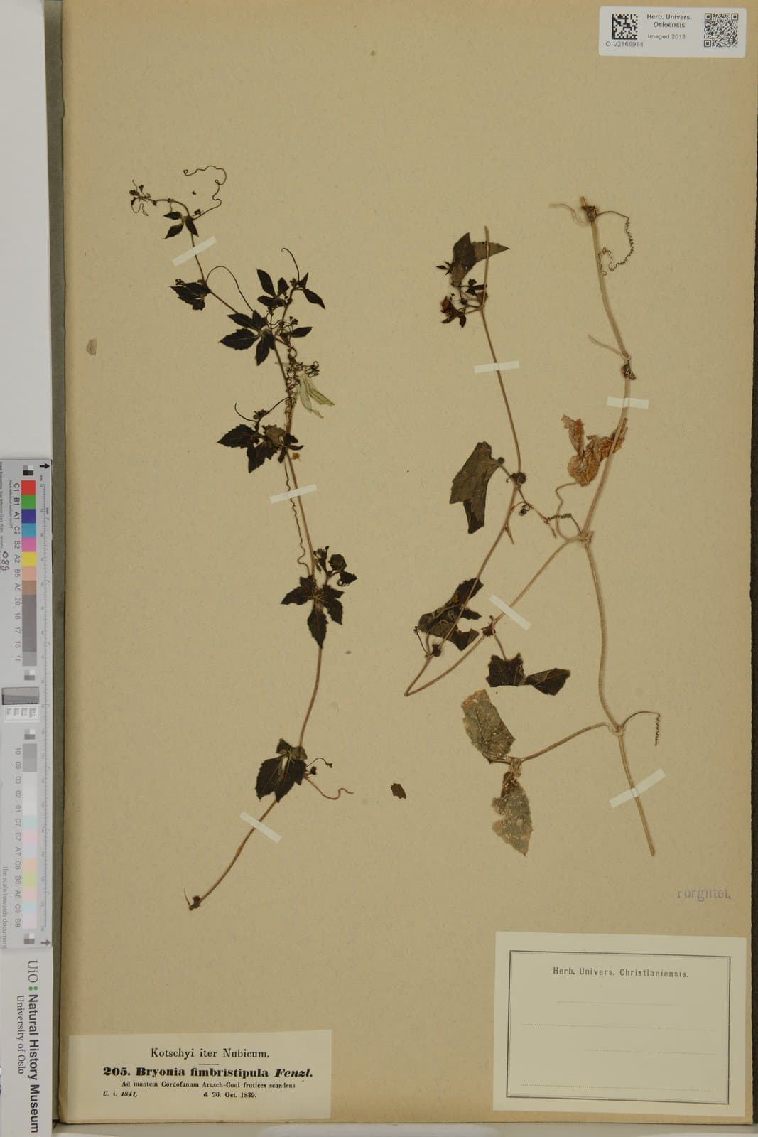 Bryonia fimbristipula Fenzl ex Stocks, 1852