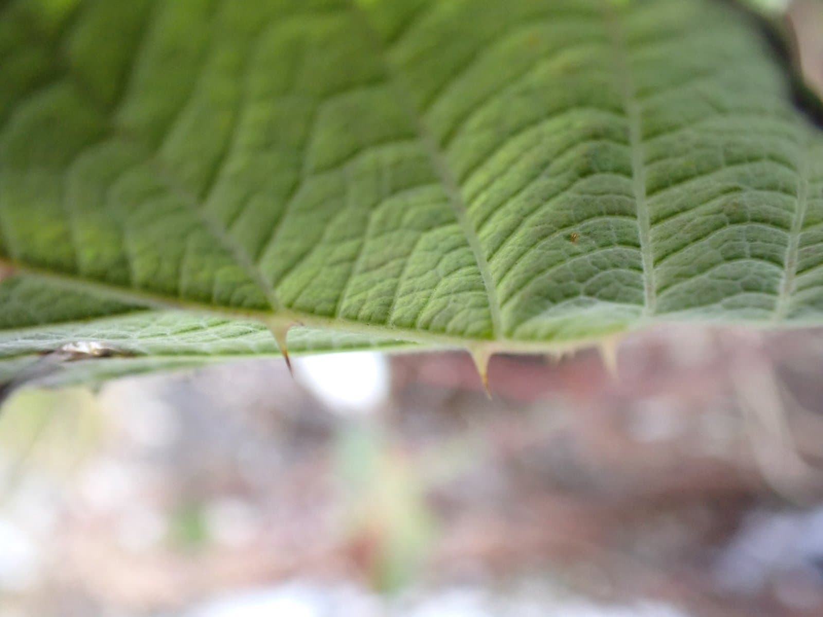 Rubus radula Weihe