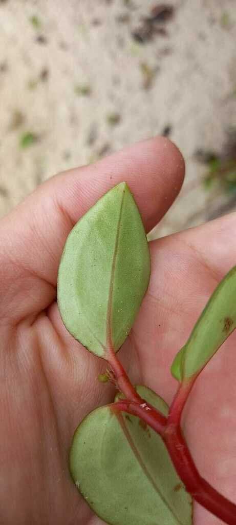 Peperomia glabella (Sw.) A.Dietr.
