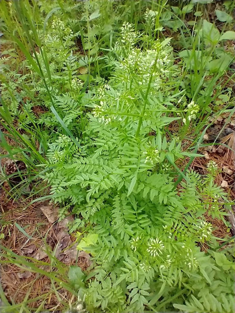 Cardamine impatiens L.