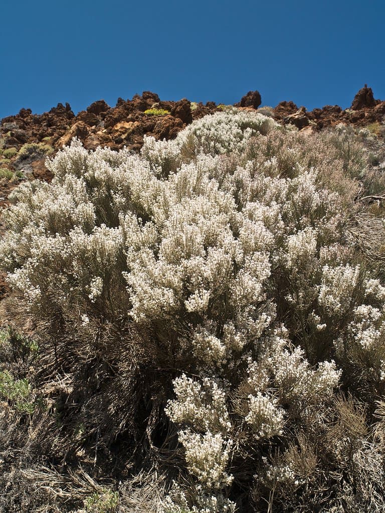 Cytisus supranubius (L.f.) Kuntze