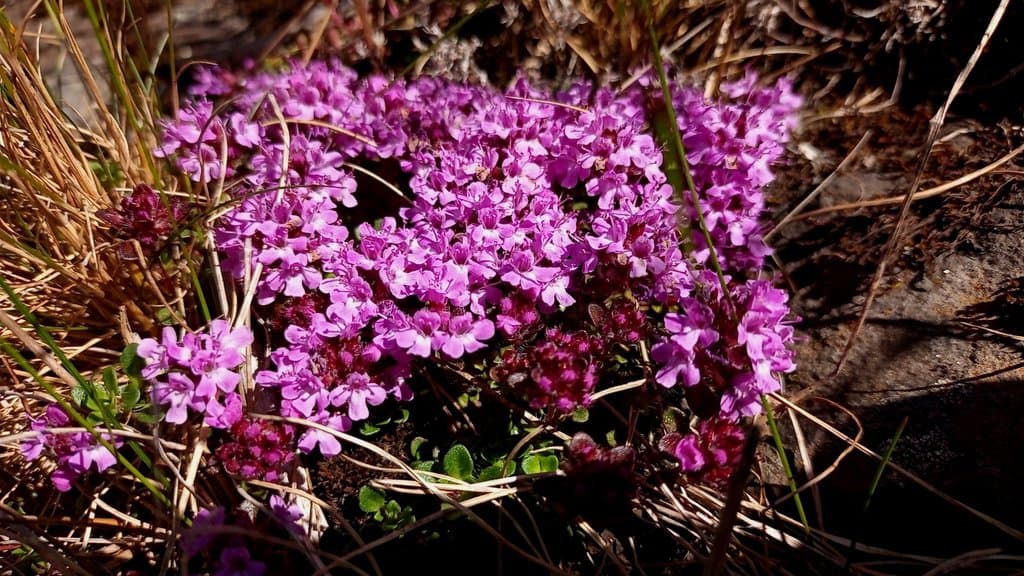Thymus praecox Opiz