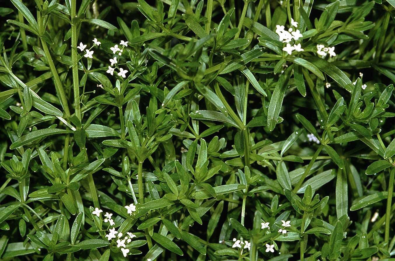 Galium elongatum C.Presl